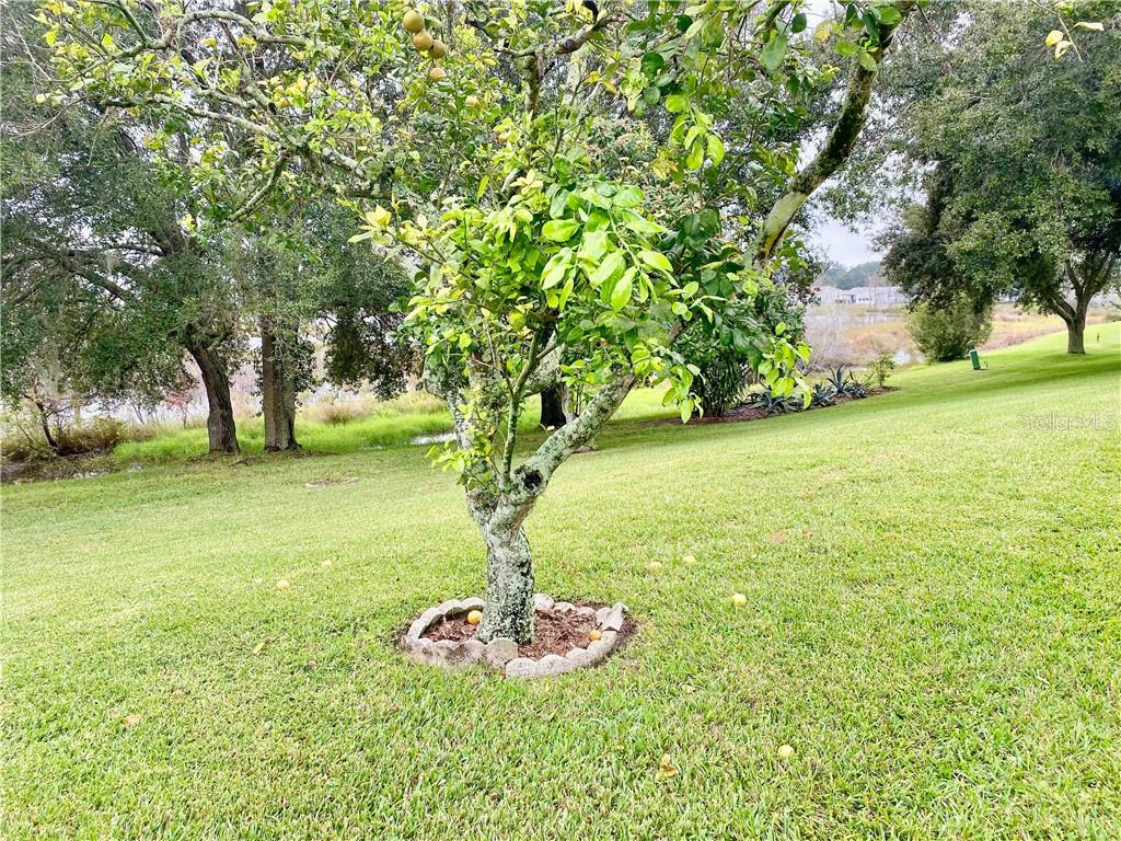 FRUIT TREES