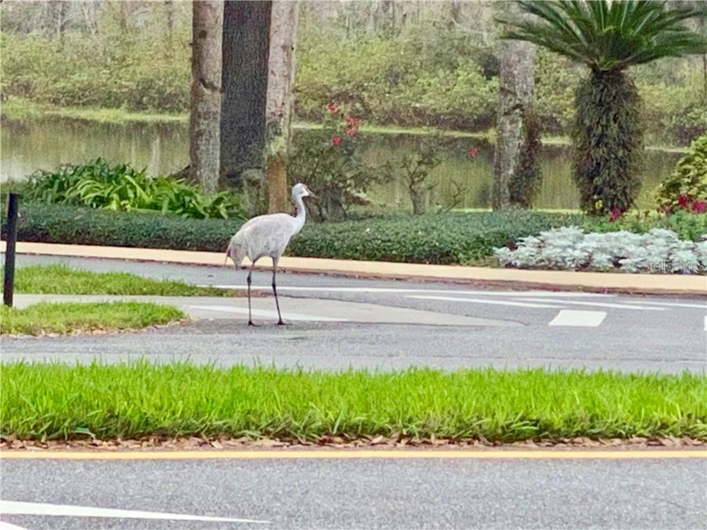 ENJOY SEEING LOTS OF WILDLIFE DAILY INCLUDING THESE BIG GUYS WHO ROAM FREELY THROUGH THE PLANTATION