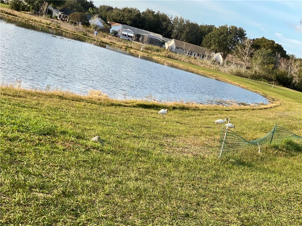 AT THE PONDS AND LAKES LOOK FOR MORE WILDLIFE