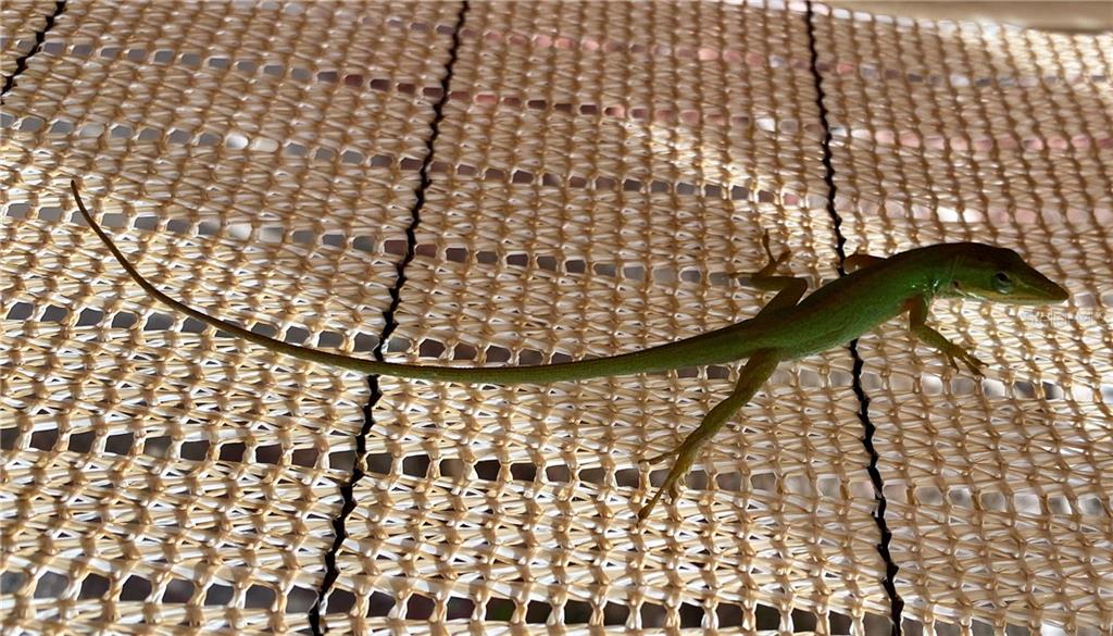 AND THIS LITTLE GUY LOVES TO EAT BUGS