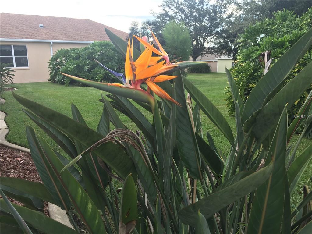 GORGEOUS BIRD OF PARADISE PLANT