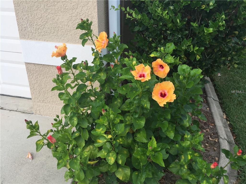 APPEALING FLOWERS AND PLANTS IN THE LANDSCAPING