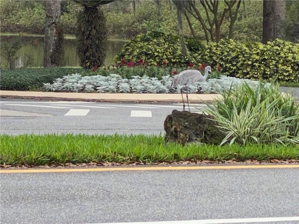BEAUTIFUL WILDLIFE .....  SANDHILL CRANE