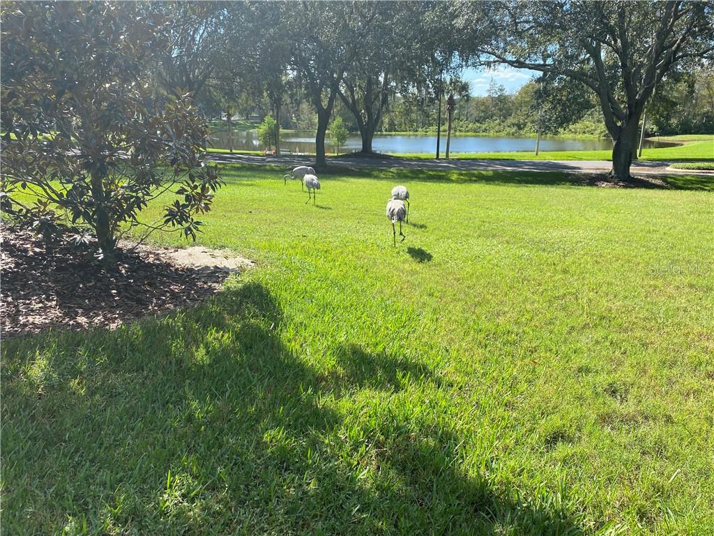 MORE SANDHILL CRANES ROAMING FREELY THROUGH THE PLANTATION AT LEESBURG