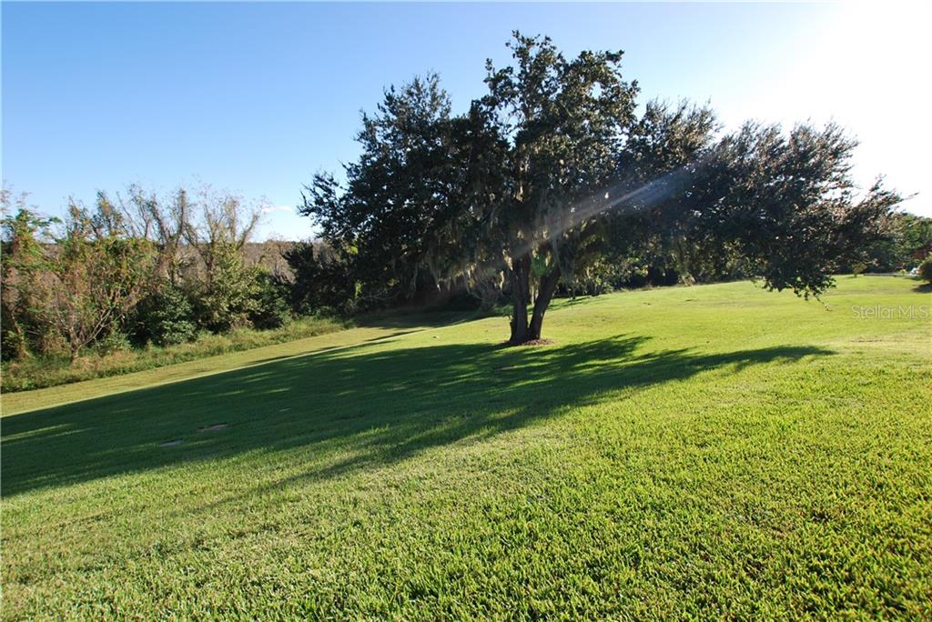 Imagine having a picnic under the shade of this gorgeous tree!