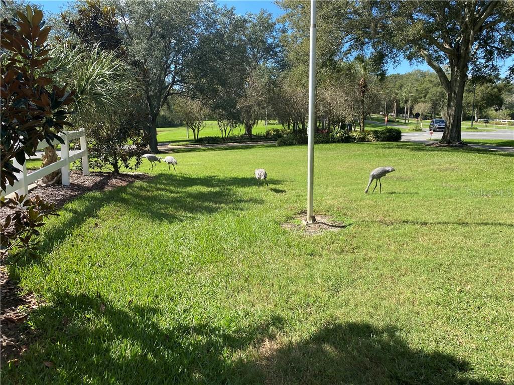 LOTS OF WILDLIFE INCLUDING THESE SANDHILL CRANES OUT FOR A SUNDAY STROLL