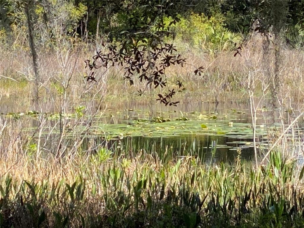 PRETTY PONDS AND LAKES WITH LOTS WILDLIFE