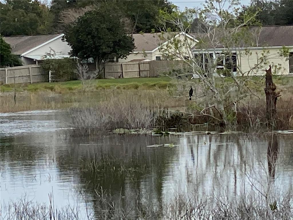 LOTS OF WILDLIFE AND WATER LILLIES