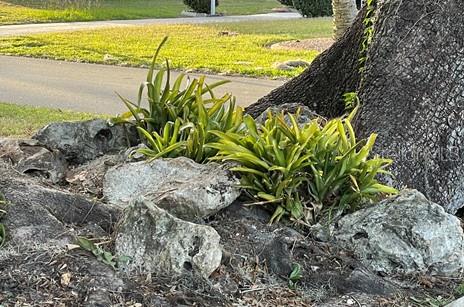 Rock garden at base of live oak.