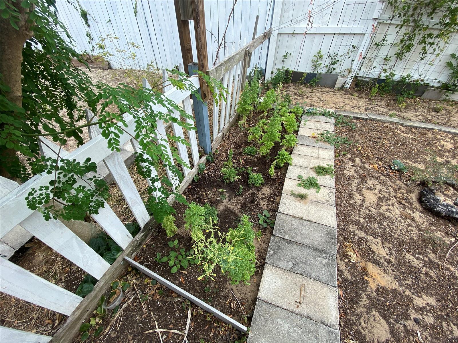 VEGETABLES ALREADY PLANTED