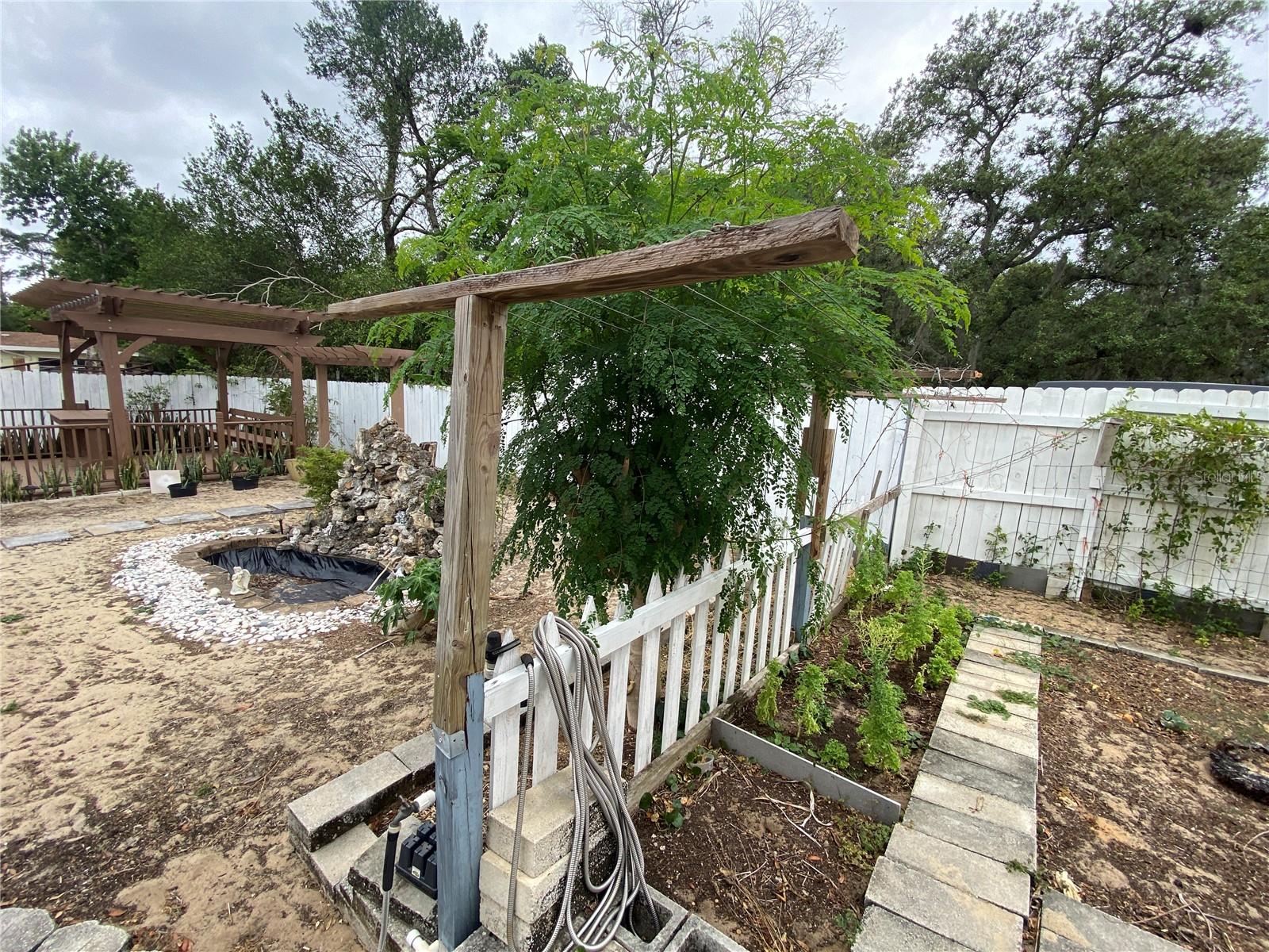 VEGETABLE TREES AND PLANTS