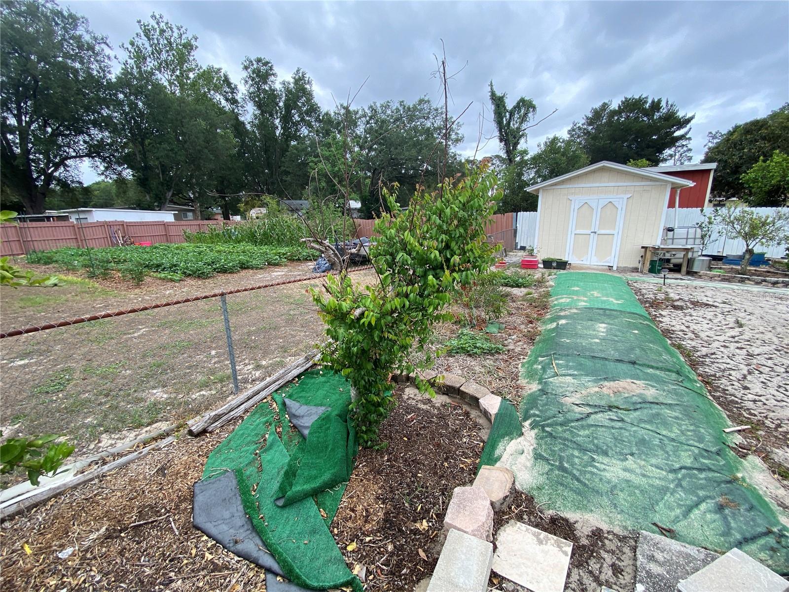 MORE FRUIT PLANTINGS