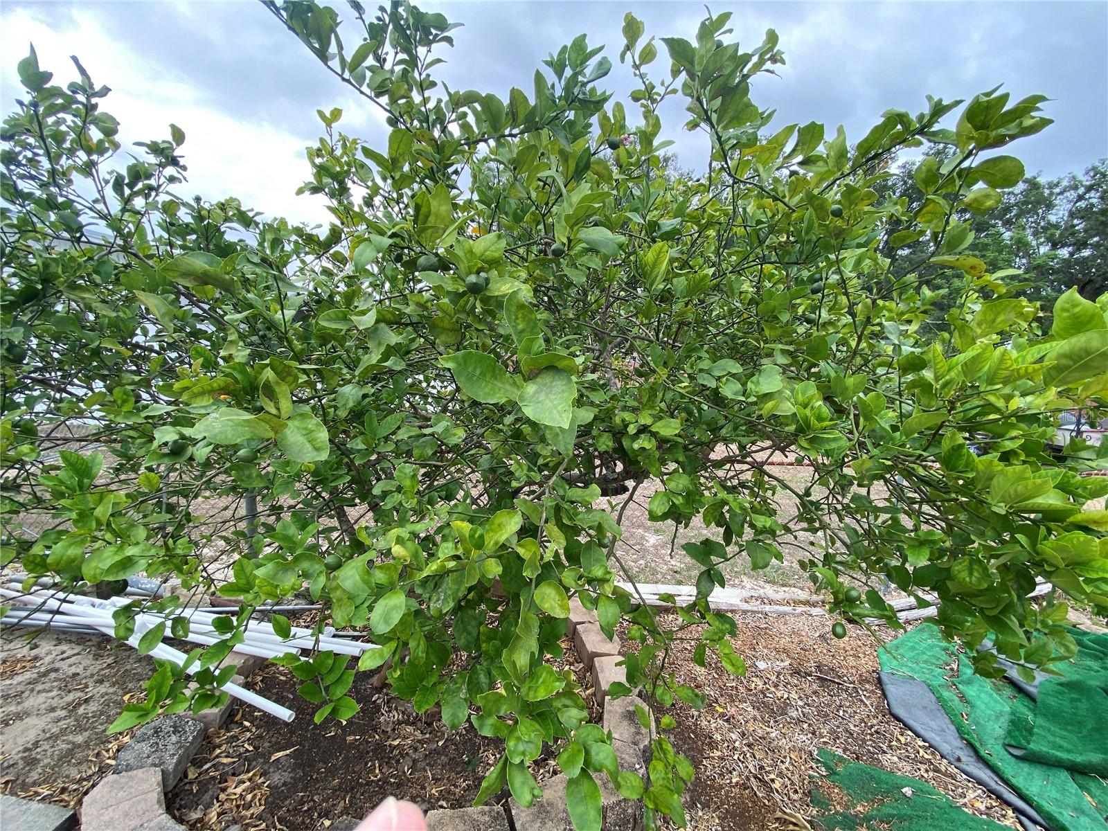 FRUIT TREES