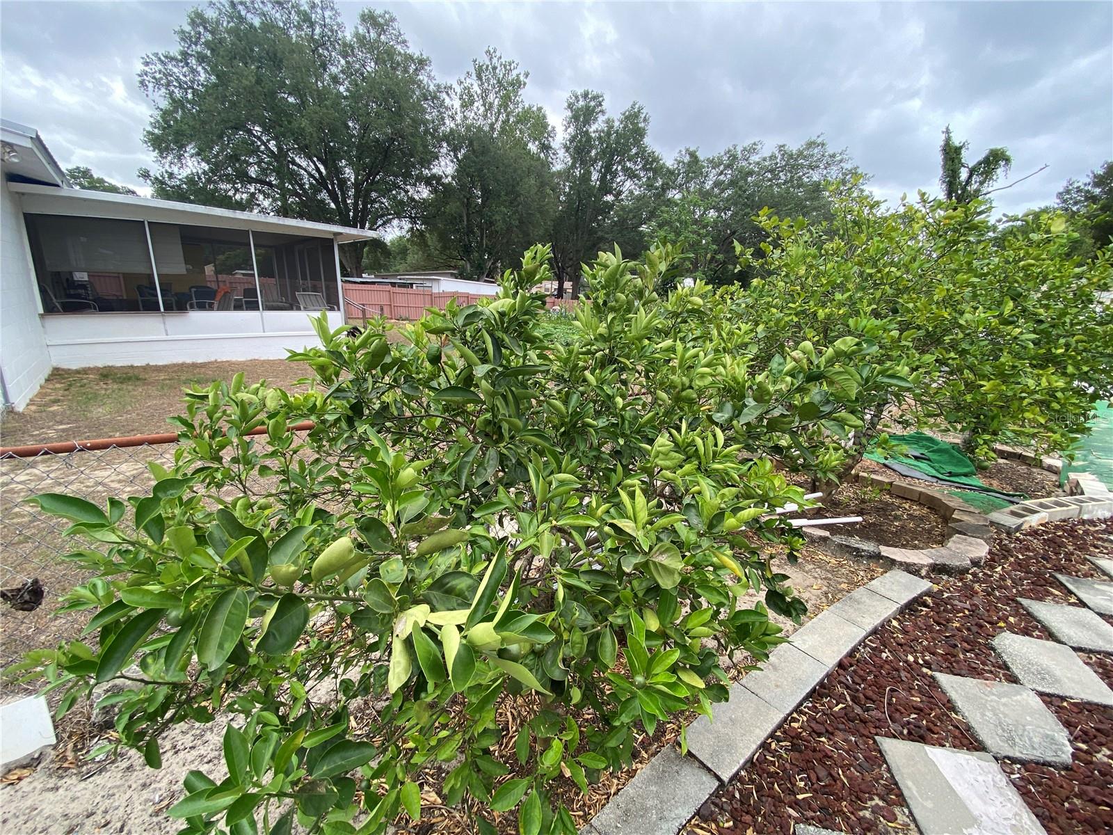 LEMONS AND OTHER FRUIT