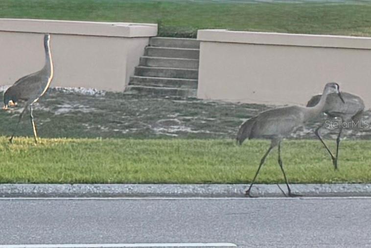 LOTS OF WILDLIFE
